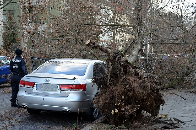 Baum auf dem Auto - wer Zahlt? / Foto © wichmanntv Baum auf dem Auto - wer Zahlt? / Foto © wichmanntv