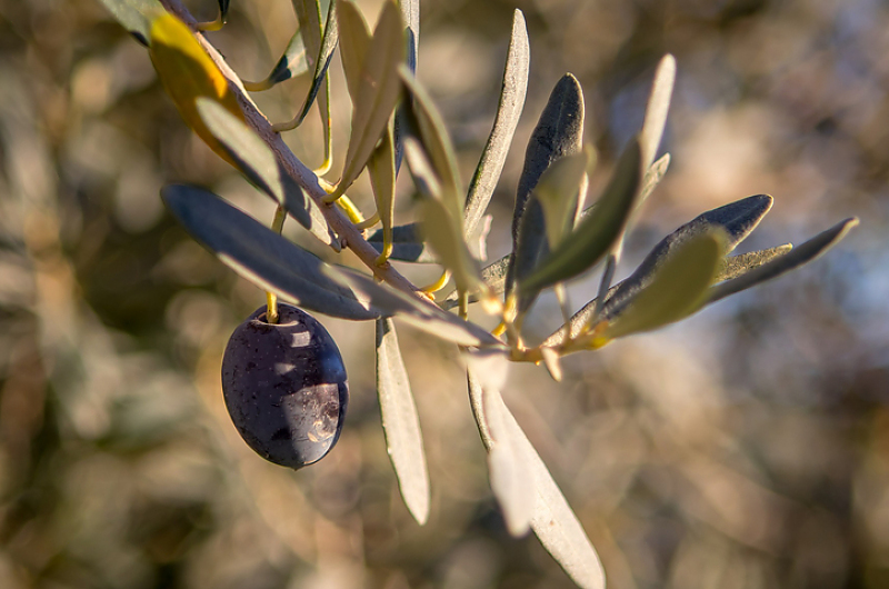 So schneiden Sie einen Olivenbaum. Foto: Pixabay