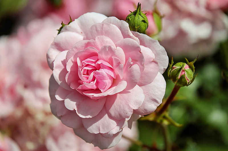 So fühlt sich die Rose wohl. Foto: Pixabay