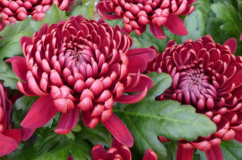 Wie überleben Chrysanthemen am besten die kalte Jahreszeit? Jens May hat Tipps dazu. Foto: Pixabay