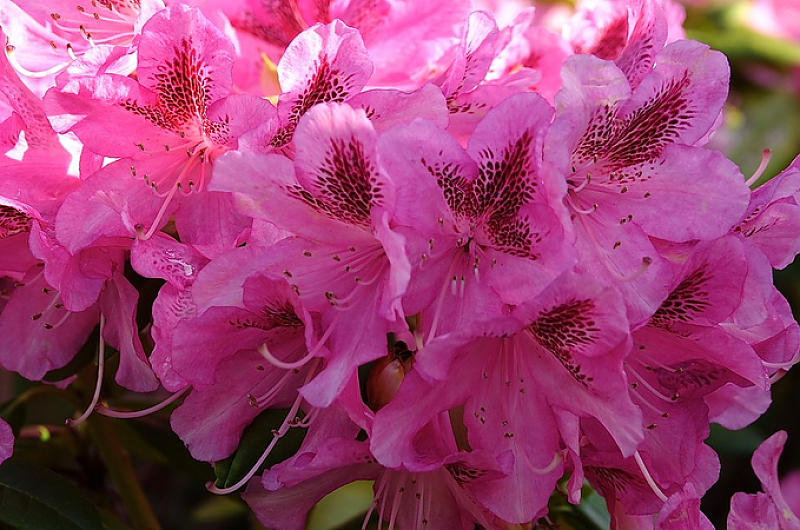 Jens May weiß, wie man Rhododendren richtig umsetzt. Foto: Pixabay