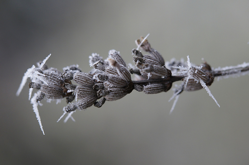 Grundsätzlich überlebt Lavendel unsere Winter. Symbolfoto: Pixabay