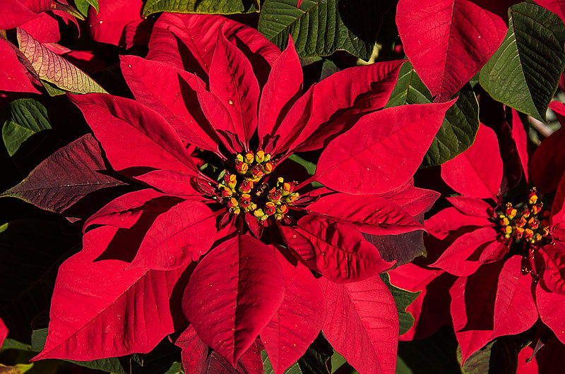 Der Weihnachtsstern ist wunderschön - trotzdem ist Vorsicht geboten! | Symbolbild: Pixabay Der Weihnachtsstern ist wunderschön - trotzdem ist Vorsicht geboten! | Symbolbild: Pixabay