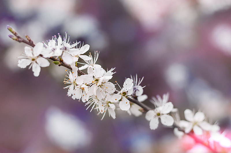 Erleben Sie ein Blühwunder an Weihnachten! | Symbolbild: Unsplash