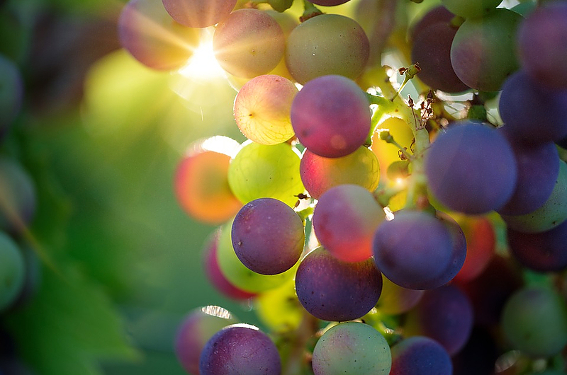 Wer viel Wein ernten möchte, sollte jetzt die Reben verschneiden. Foto: Pixabay