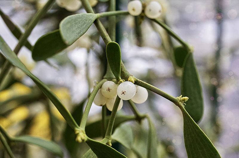 Früher sollten Mistel böse Geister vertreiben. Symbolfoto: Pixabay