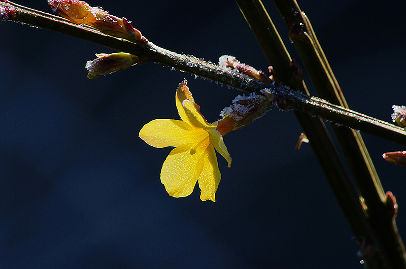 Auch in der frostigen Jahreszeit ein echter Hingucker: Der Winterjasmin! Symbolbild: Pixabay