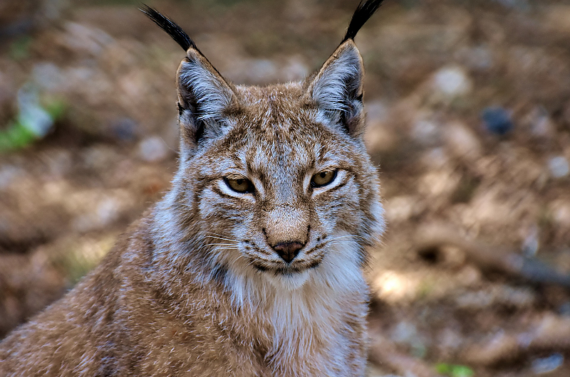 Ein Luchs. Symbolfoto: Pixabay