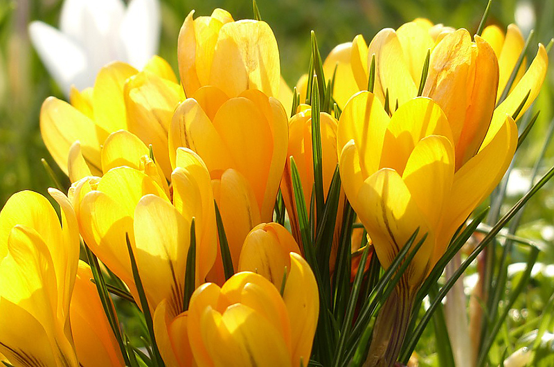 Wunderschön anzuschauen: Gelber Krokus. Bild: Pixabay Wunderschön anzuschauen: Gelber Krokus. Bild: Pixabay