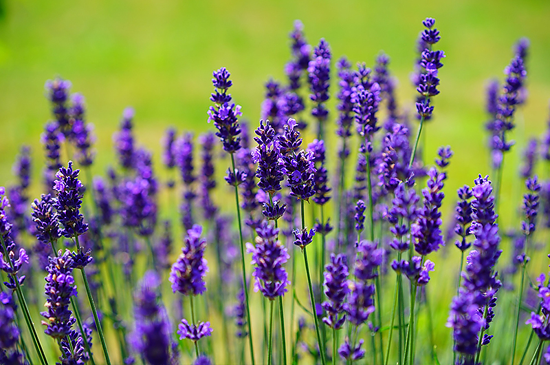 Jens May weiß, wie Sie ihren Lavendel in Form bringen. Symbolbild: Pixabay