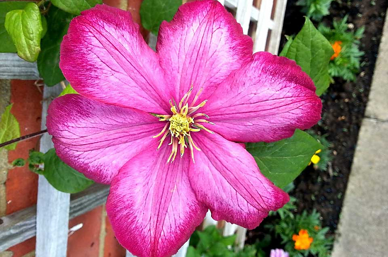 Häßliche Wände oder Zäune können Sie prima mit einer Clematis in ein Blühwunder verwandeln. Foto pixabay Häßliche Wände oder Zäune können Sie prima mit einer Clematis in ein Blühwunder verwandeln. Foto pixabay