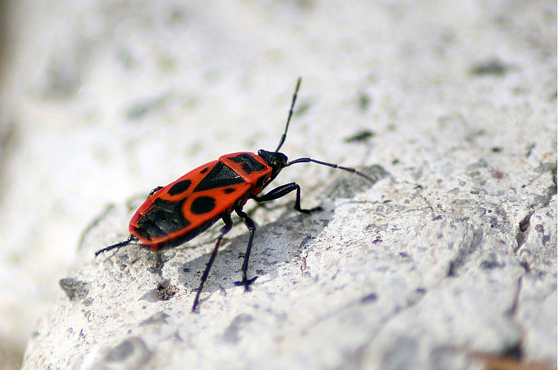 Hallo, ich bin eine Feuerwanze. Bis Juni komme ich meistens mit vielen Freunden, aber wir sind harmlos. Foto pixabay Hallo, ich bin eine Feuerwanze. Bis Juni komme ich meistens mit vielen Freunden, aber wir sind harmlos. Foto pixabay