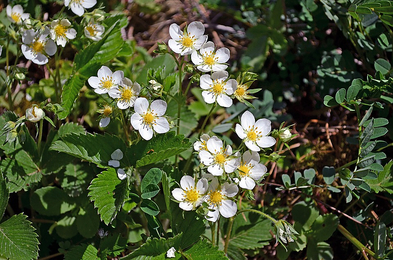 Damit es schöne Früchte gibt, müssen Erdbeeren vor Frost geschützt werden. Jens May weiß, wie das geht! Foto: Pixabay