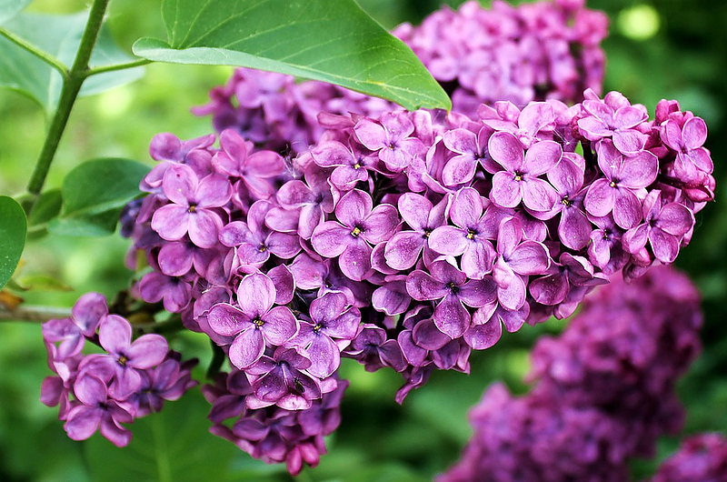 Flieder. Foto: Pixabay Flieder. Foto: Pixabay