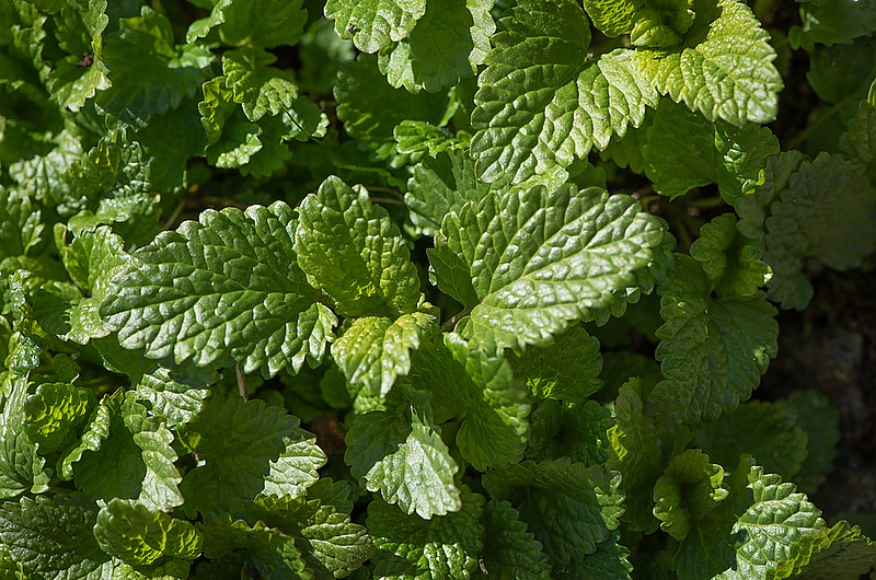 Jens May weiß, wie Minze gut gedeiht. Foto: Pixabay Jens May weiß, wie Minze gut gedeiht. Foto: Pixabay