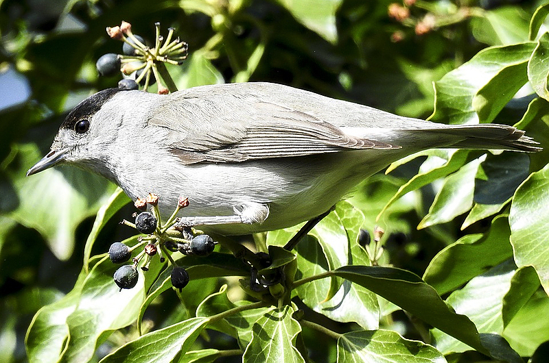 Wie man leicht erkennt, welcher Gartenvogel da singt, weiß Gartenexperte Jens May! Foto: Pixabay