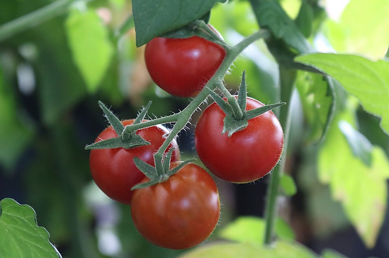 Ausgeizen bei Tomaten bringt Ihnen eine bessere Ernte. Foto pixabay