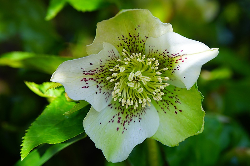 So schön und so giftig: Christrosen. Foto: Pixabay So schön und so giftig: Christrosen. Foto: Pixabay