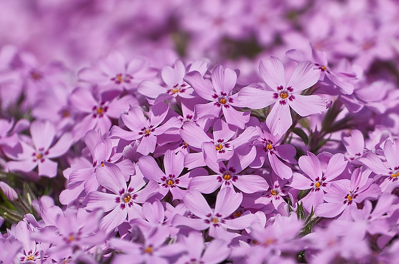 Wenn beispielsweise Polsterphlox richtig angewachsen ist, hält die Erde auf Schrägen von allein. Wie es geht, weiß Jens May.   Foto: Pixabay 