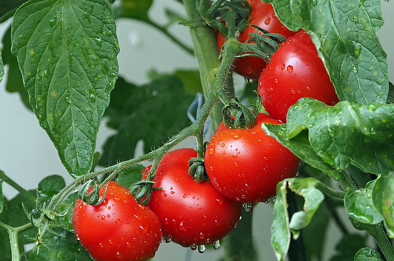 Tomaten. Foto: Pixabay