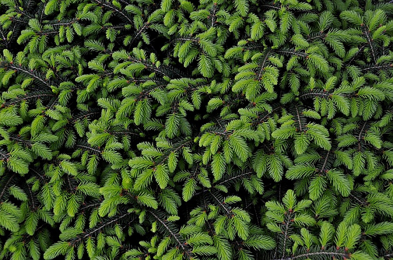 Tipps, wie Sie Eiben und Koniferen richtig verschneiden, gibt Gartenexperte Jens May. Foto: Pixabay Tipps, wie Sie Eiben und Koniferen richtig verschneiden, gibt Gartenexperte Jens May. Foto: Pixabay