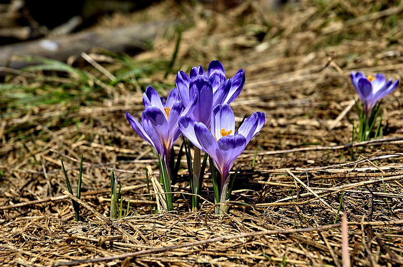 Herbstkrokus. Foto: Pixabay