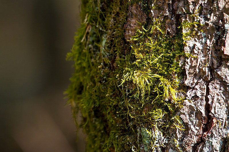 Moos am Baum, Quelle: Pixabay Moos am Baum, Quelle: Pixabay