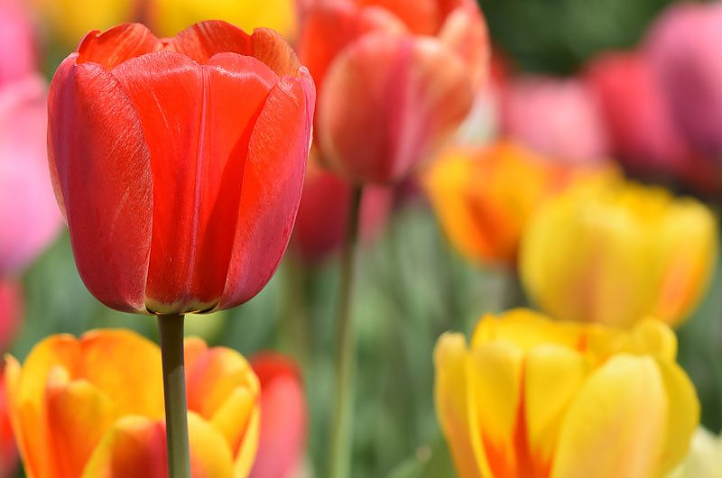 Tulpen, Quelle: Pixabay