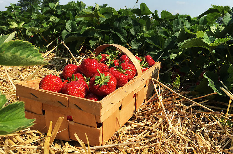 Erdbeeren, Quelle: Pixabay
