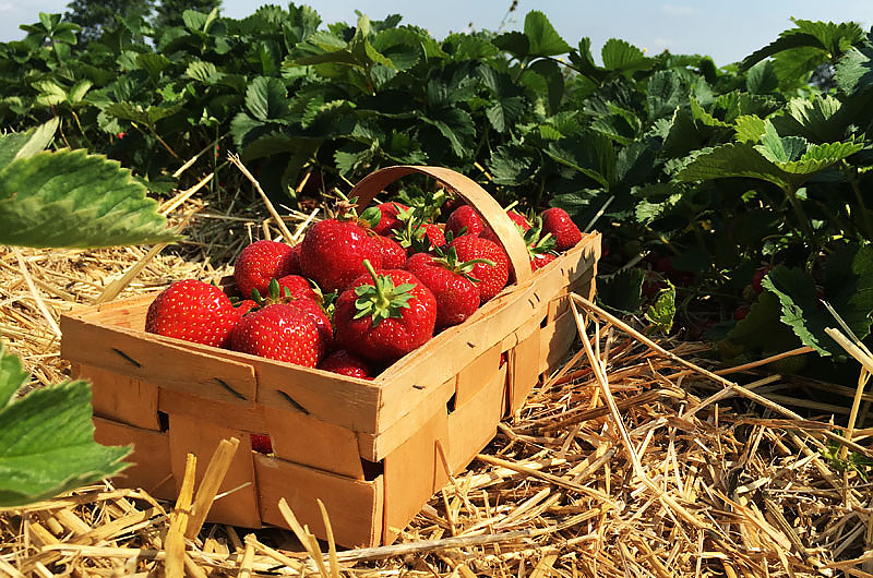 Erdbeeren, Quelle: Pixabay Erdbeeren, Quelle: Pixabay