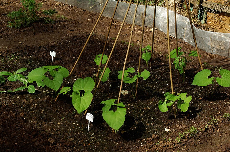 Gemüsebeet mit Bohnenpflanzen. Quelle: Pixabay