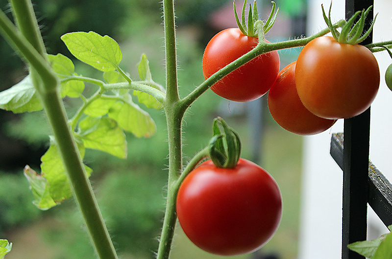 Tomatenpflanze auf dem Balkon. Quelle: Pixabay