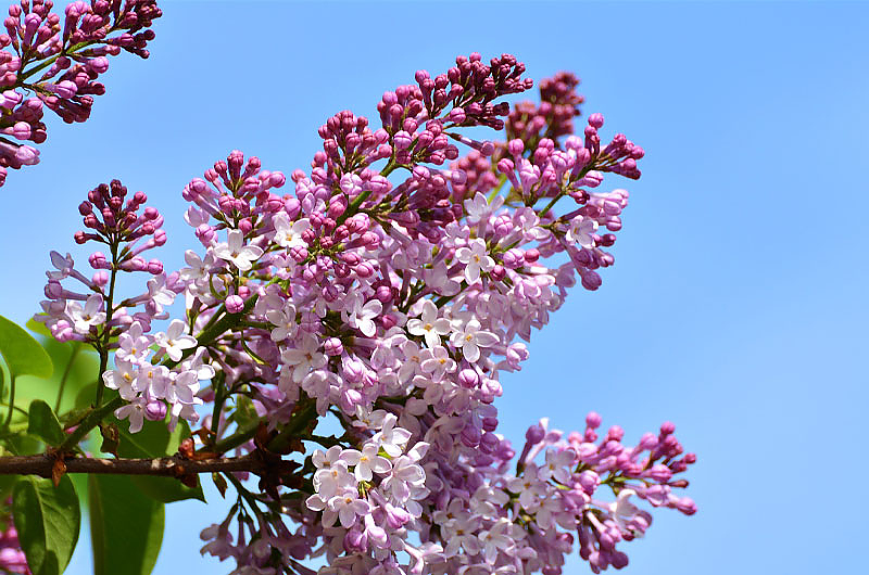 Flieder, Foto: pixabay Flieder, Foto: pixabay