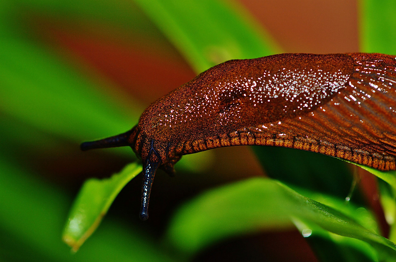 Nacktschnecke, Foto: pixabay