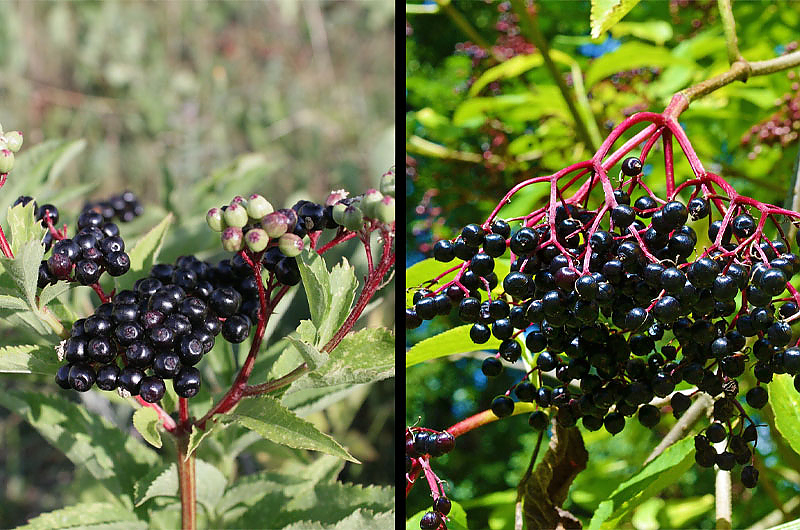 Der giftige Attich (links) und der nicht giftige Schwarze Holunder (rechts). Fotos: pixabay Der giftige Attich (links) und der nicht giftige Schwarze Holunder (rechts). Fotos: pixabay
