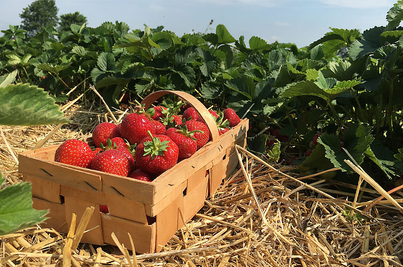 Erdbeerbeet, Foto: pixabay