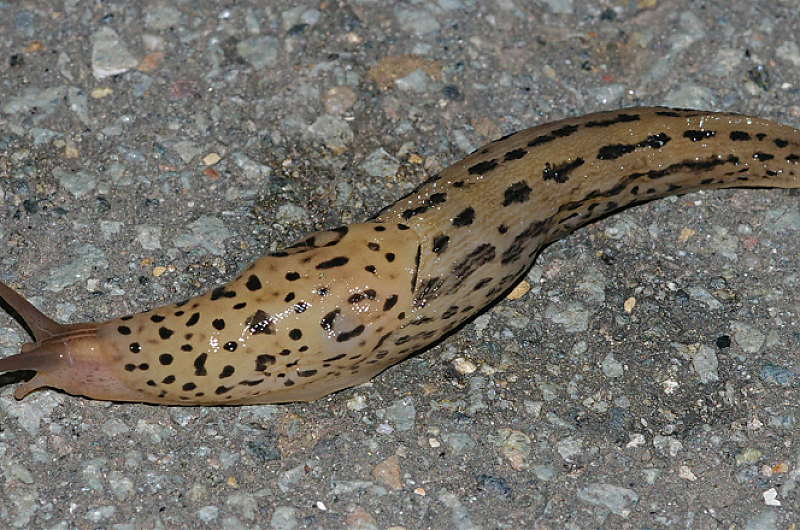 Tigernacktschnecke, Foto: mwikipedia.org/Christian Fischer