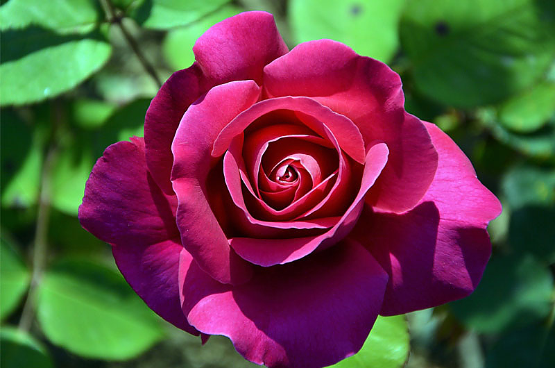 Rose, Foto: pixabay