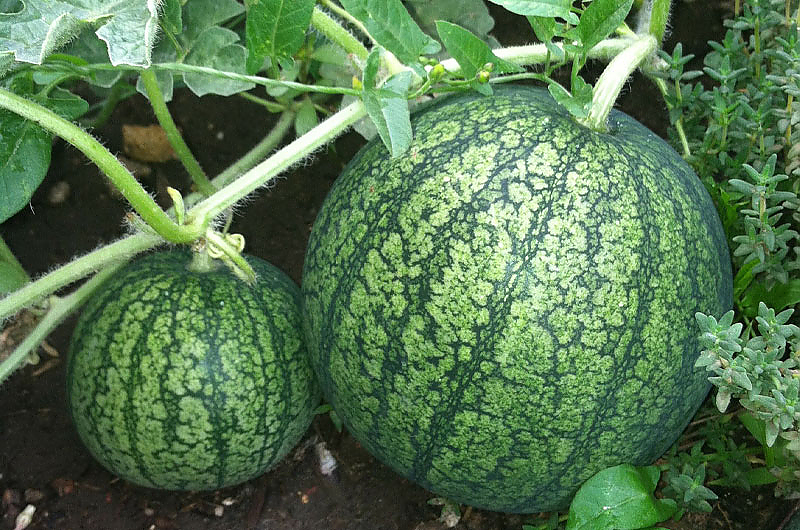 Melonen, Foto:pixabay