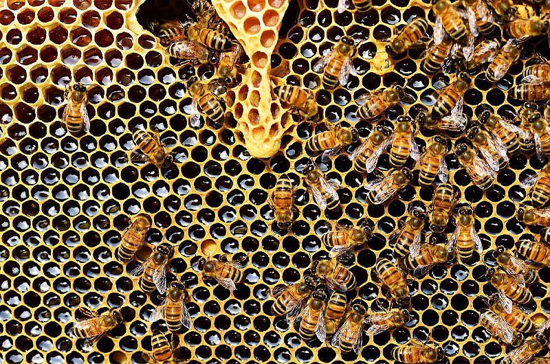 Bienen, Foto: pixabay