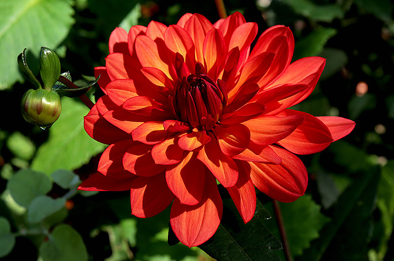 Blickfang im Vorgarten: Dahlien. Foto: Pixabay