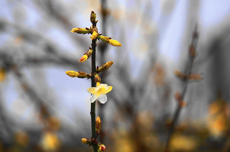 Winter_Jasmin_Garten