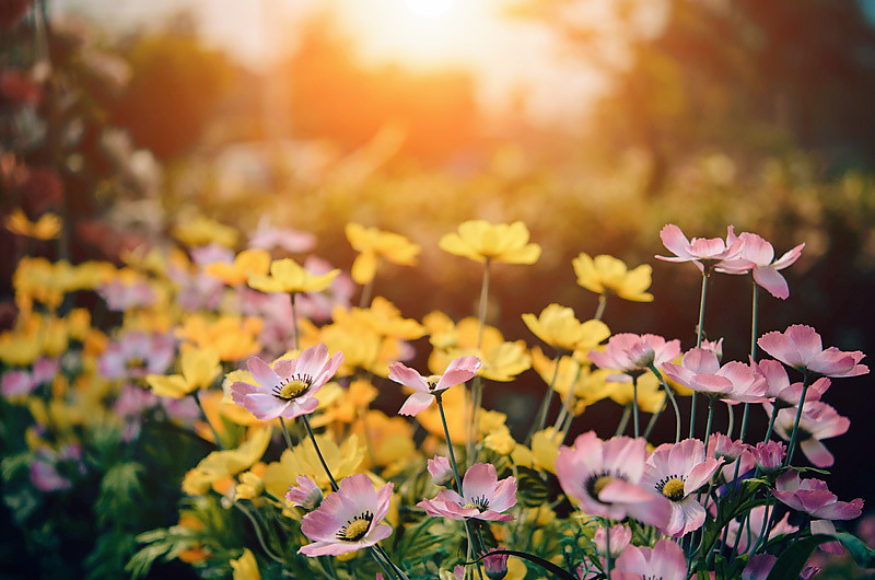 Auf ein tolles Gartenjahr 2021! Foto: Pixabay Auf ein tolles Gartenjahr 2021! Foto: Pixabay