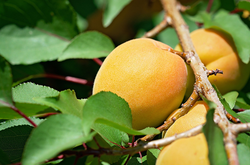 Aprikosenbaum, Bild: Pixabay