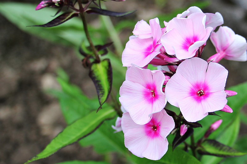 Phlox, Bild: Pixabay 