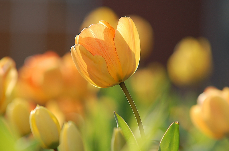 Tulpen, Bild: Pixabay 