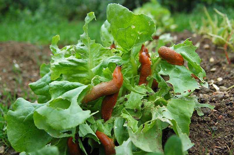 Nacktschneckeninvasion im Beet, Bild: Dieter Hawlan, Adobe Stock