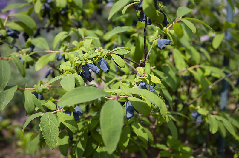 Die sibirische Blaubeere, Bild: Adobe Stock, Alexander Limbach