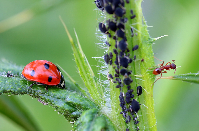 Der Marienkäfer ist ein natürlicher Feind der Blattlaus, Bild: Pixabay