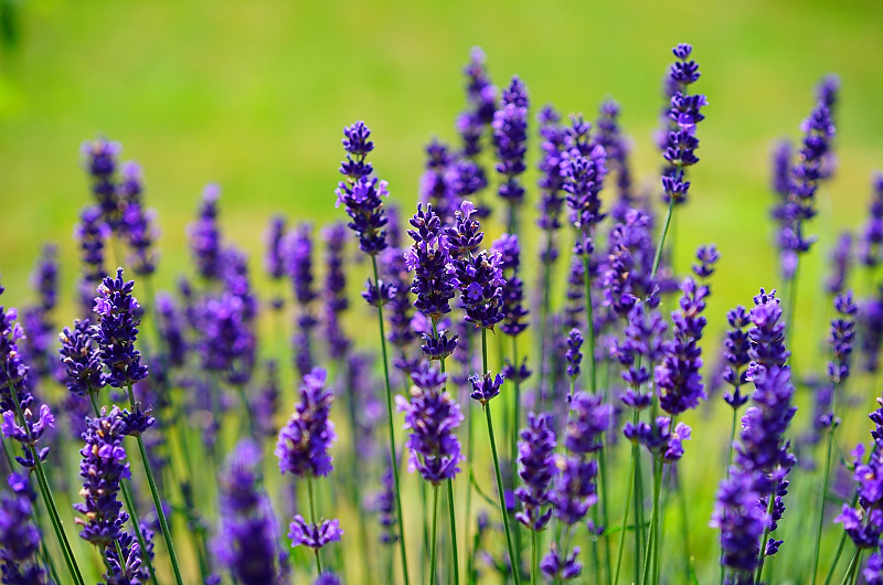 Blau und duftend - der Lavendel, Bild: Pixabay Blau und duftend - der Lavendel, Bild: Pixabay